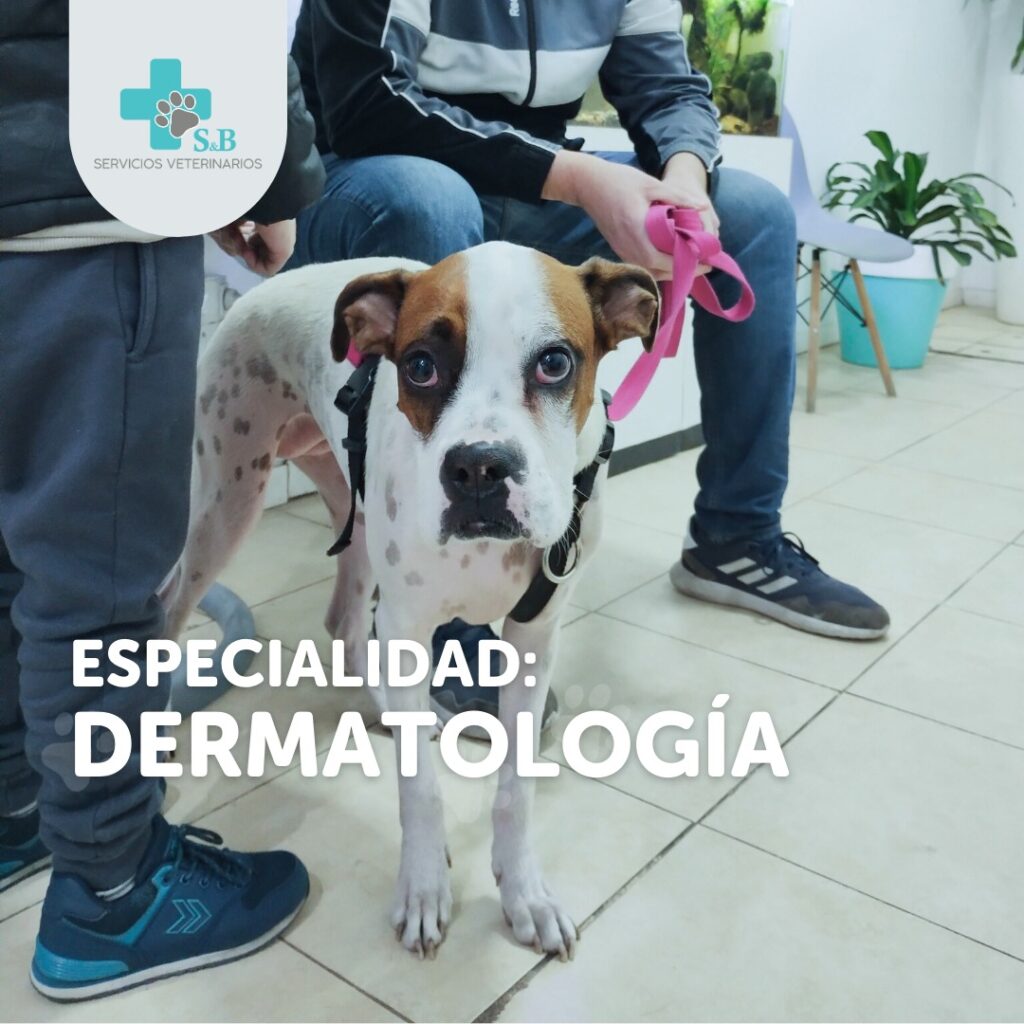 dermatologia veterinaria