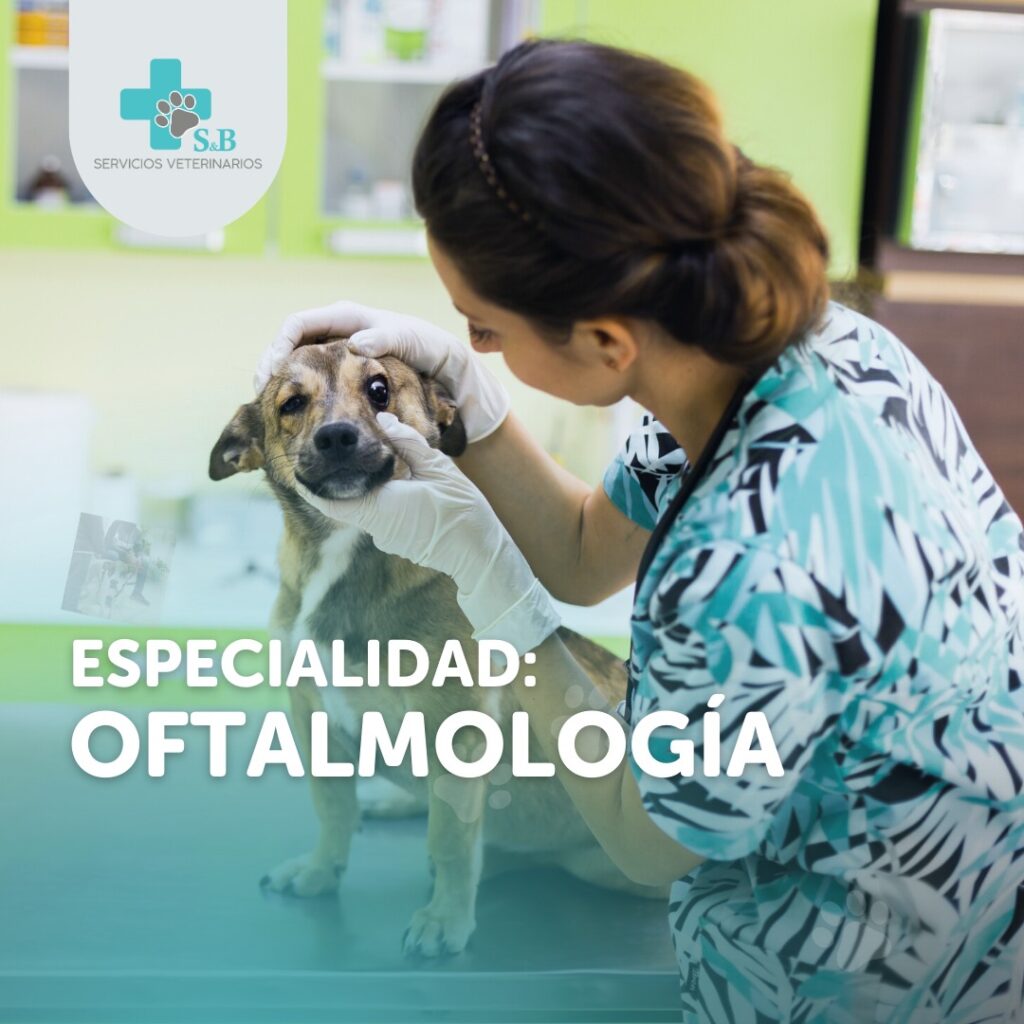 oftalmologia veterinaria