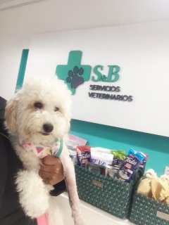 tratamientos dermatologicos veterinarios