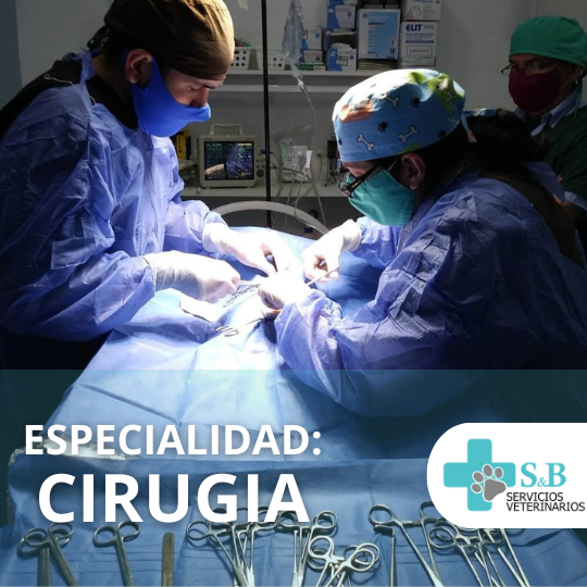 cirugia veterinaria