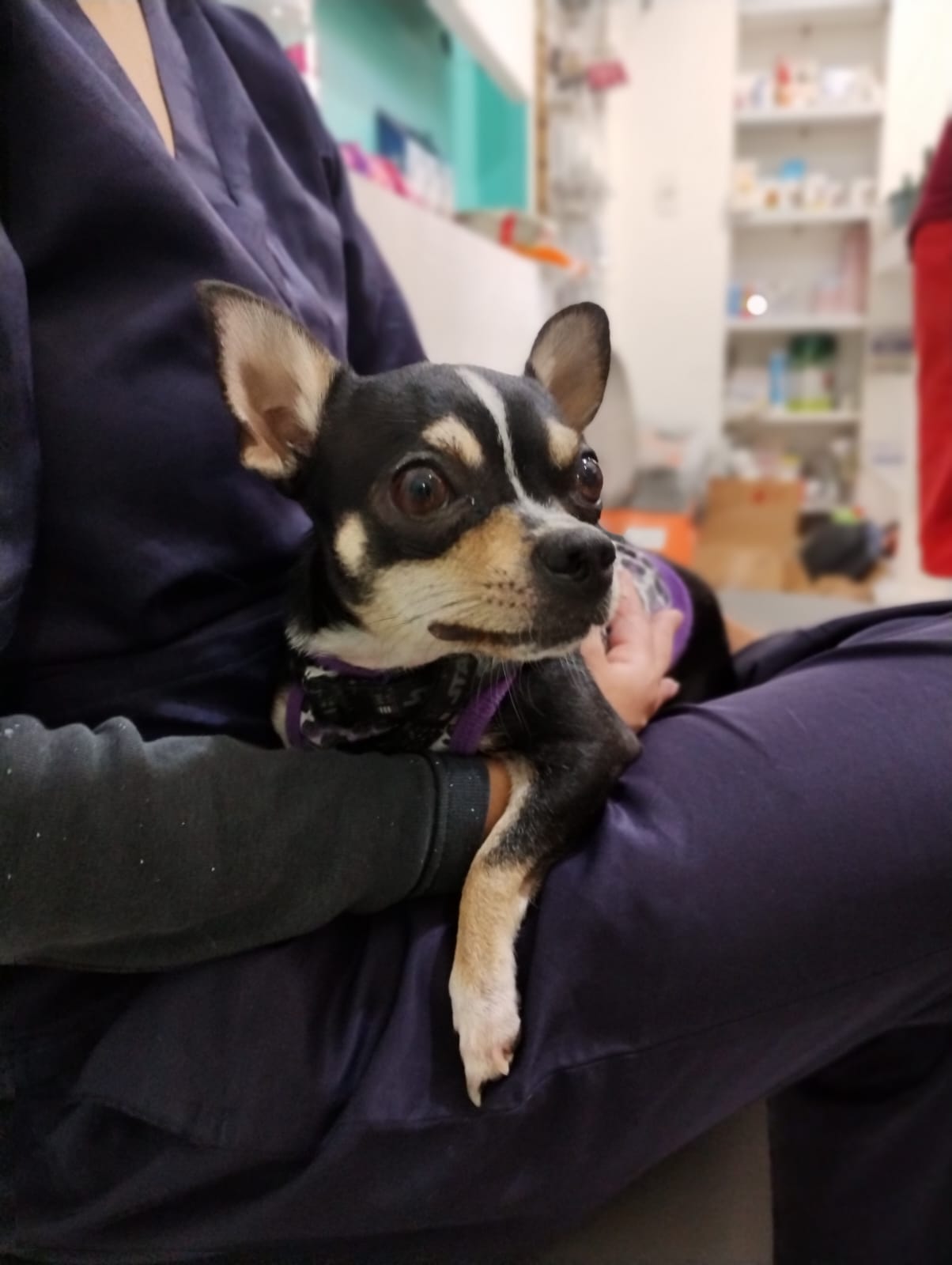 dermatologo veterinario en palermo