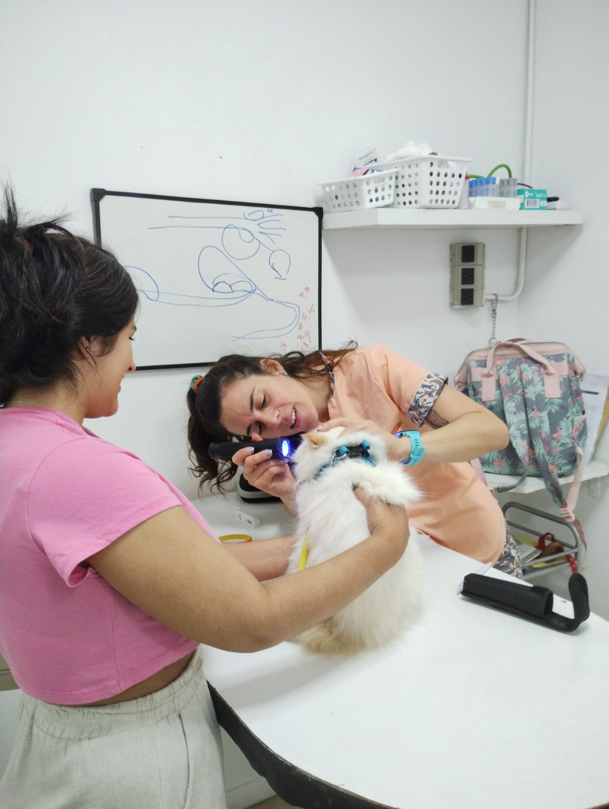 Oftalmología para mascotas