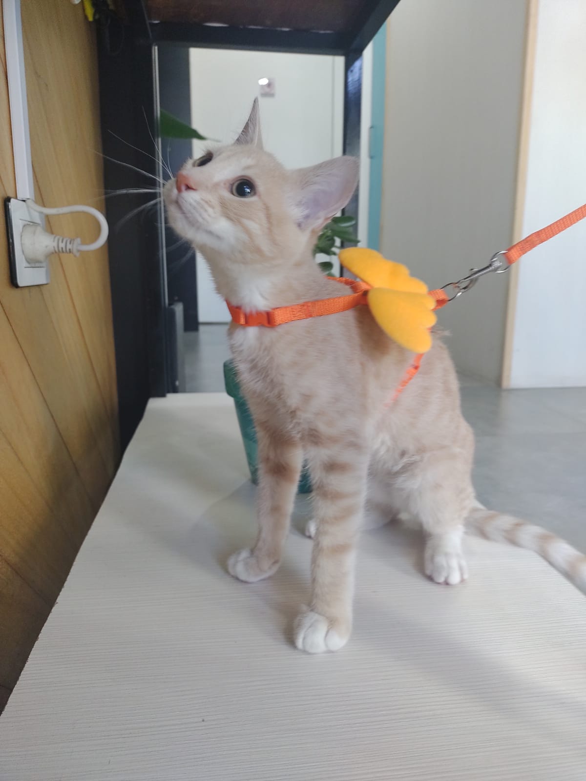 dermatologia veterinaria cerca de mi